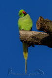 Ring-necked Parakeet 